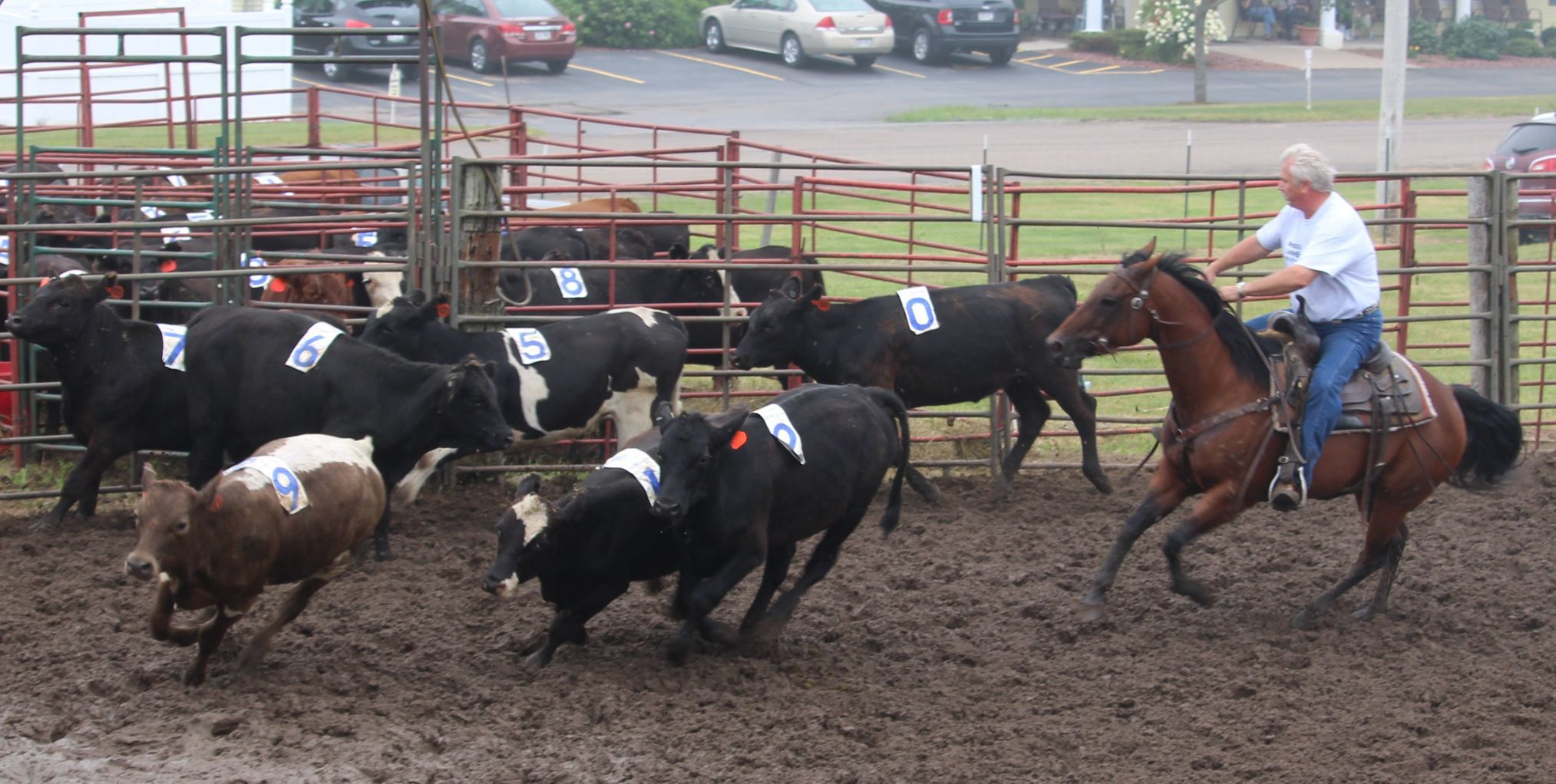 Ranch Rodeo preliminaries